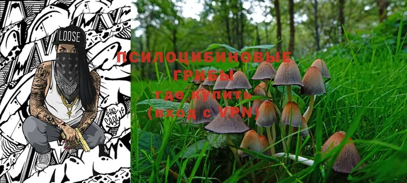 где можно купить   Городец  omg зеркало  Псилоцибиновые грибы Psilocybine cubensis 